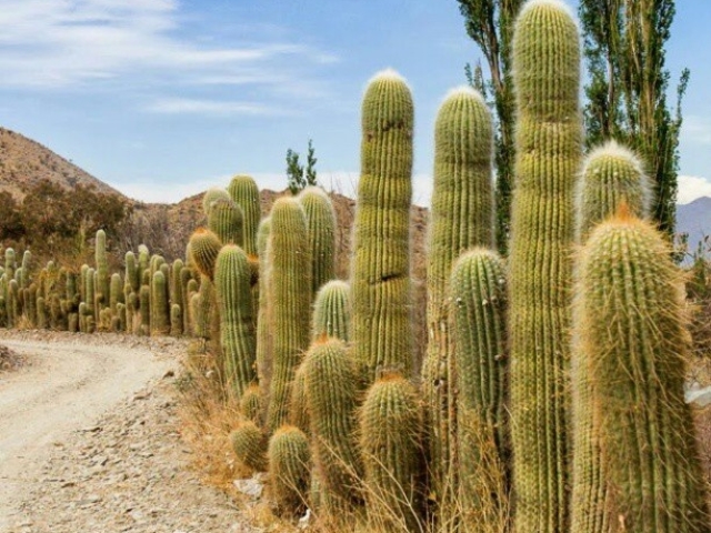 NORTE MÁGICO