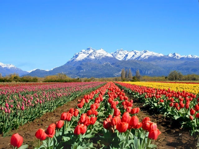 Lagos y tulipanes