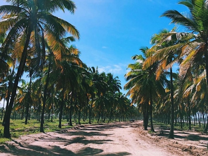 PORTO DE GALINHAS