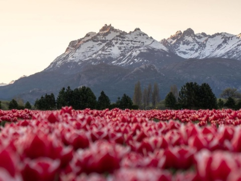 TULIPANES EN ESQUEL Y TREVELIN