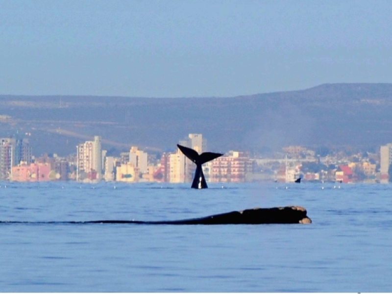 PUERTO MADRYN 