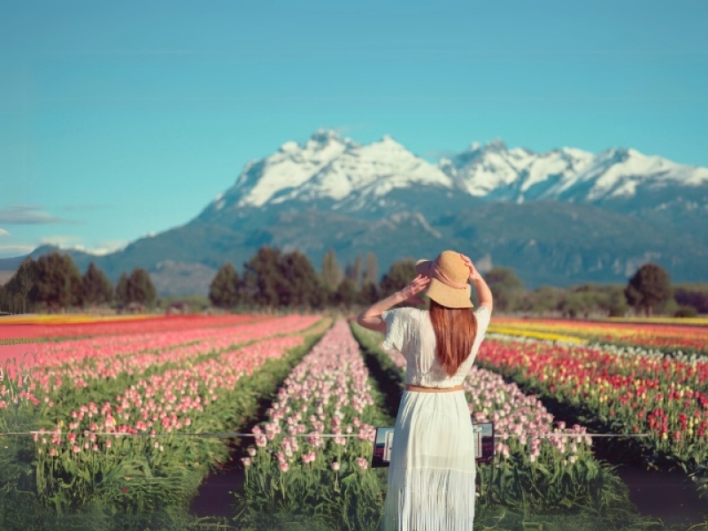 Tulipanes en Esquel & Trevelin