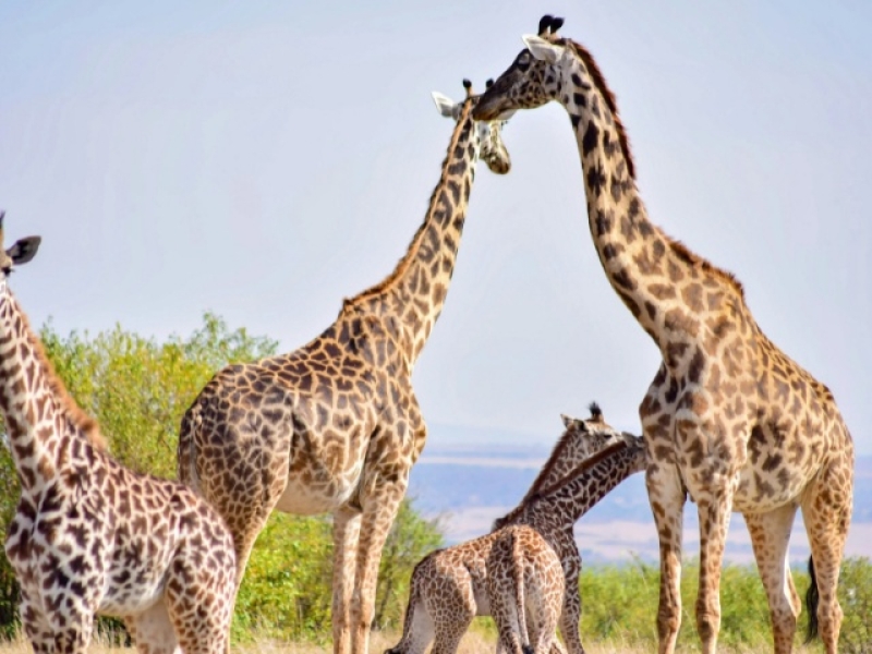 SUDAFRICA