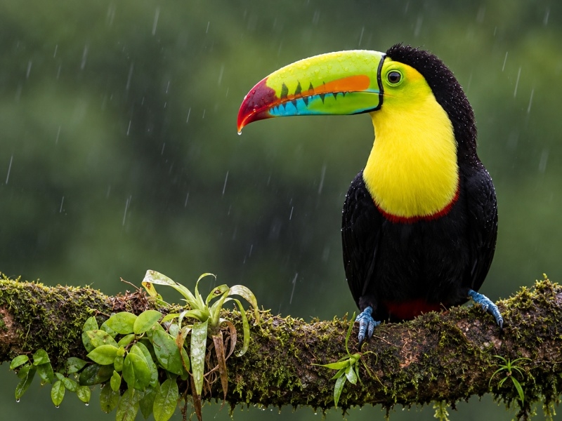 COSTA RICA 