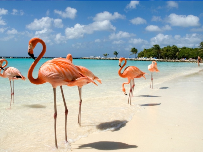 ARUBA