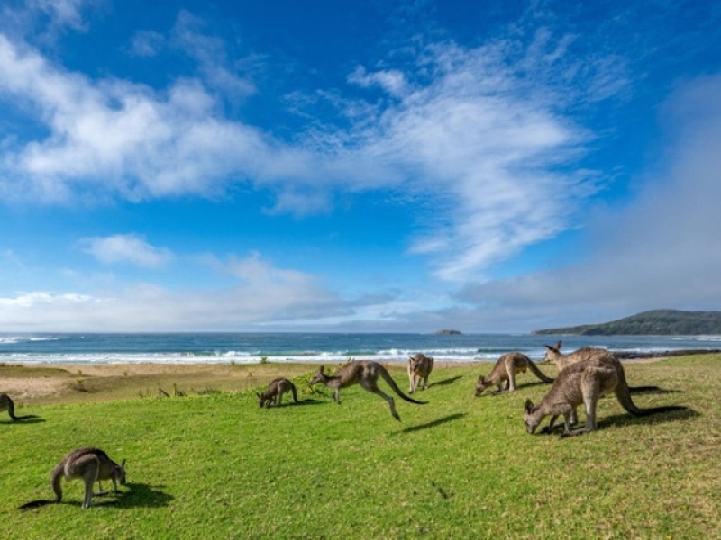 AUSTRALIA Y NUEVA ZELANDA